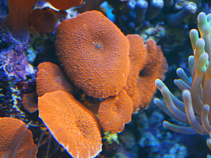 ACTINODICUS